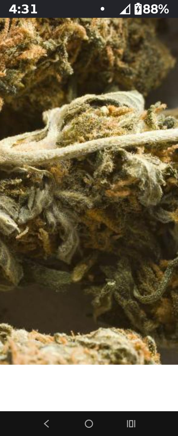 Customer photo review of West West Brand - Durban Poison - 14 Grams - Sativa