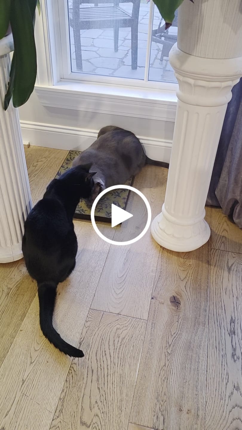 Customer video review of Little Birds - Luxury Cat Scratching Board