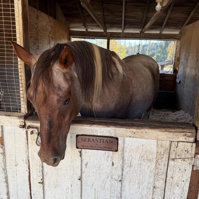 Customer photo review of The Registry Personalized Horse Stall Sign