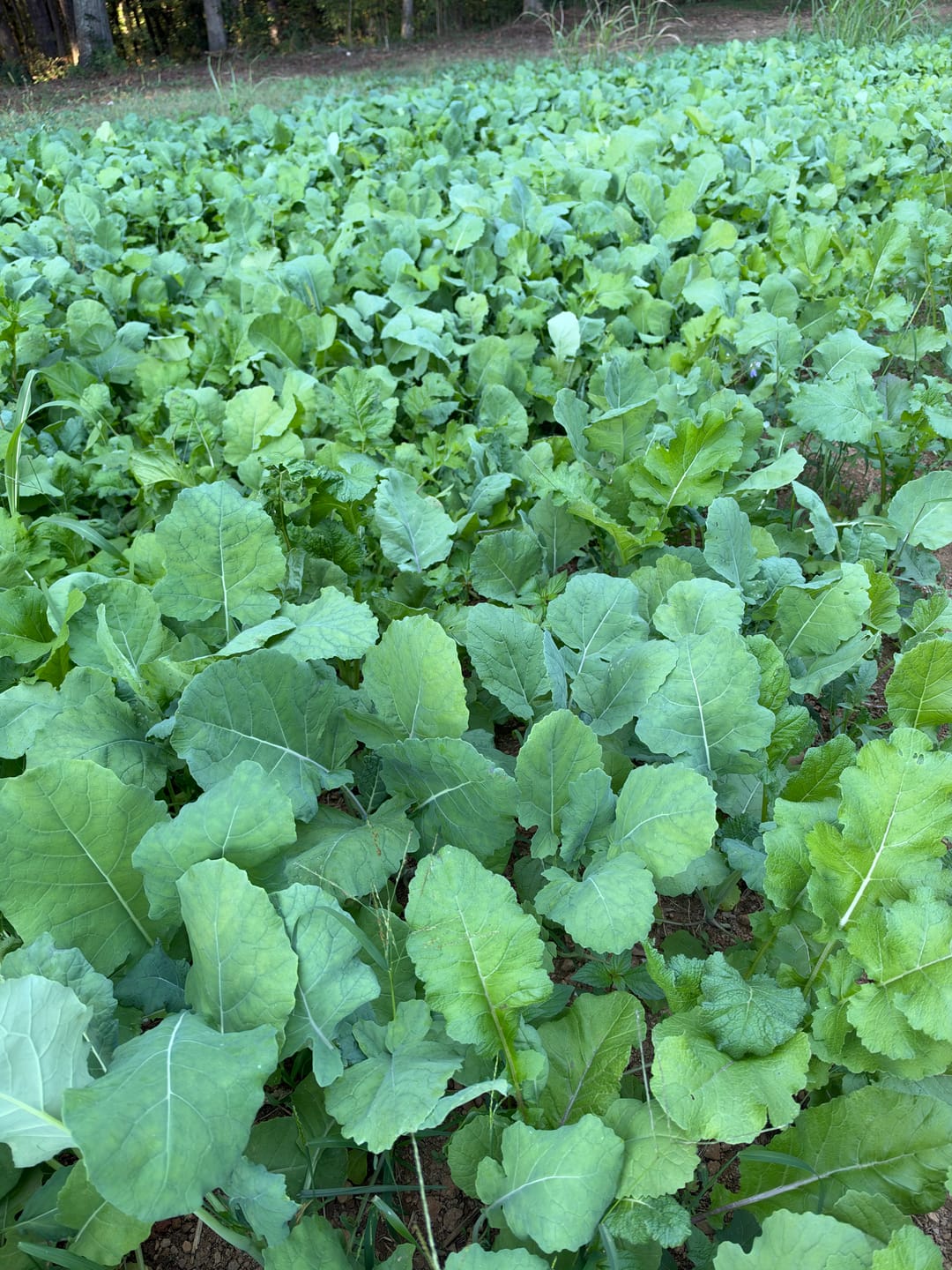 Customer photo review of Show Stopper™ Food Plot Seed