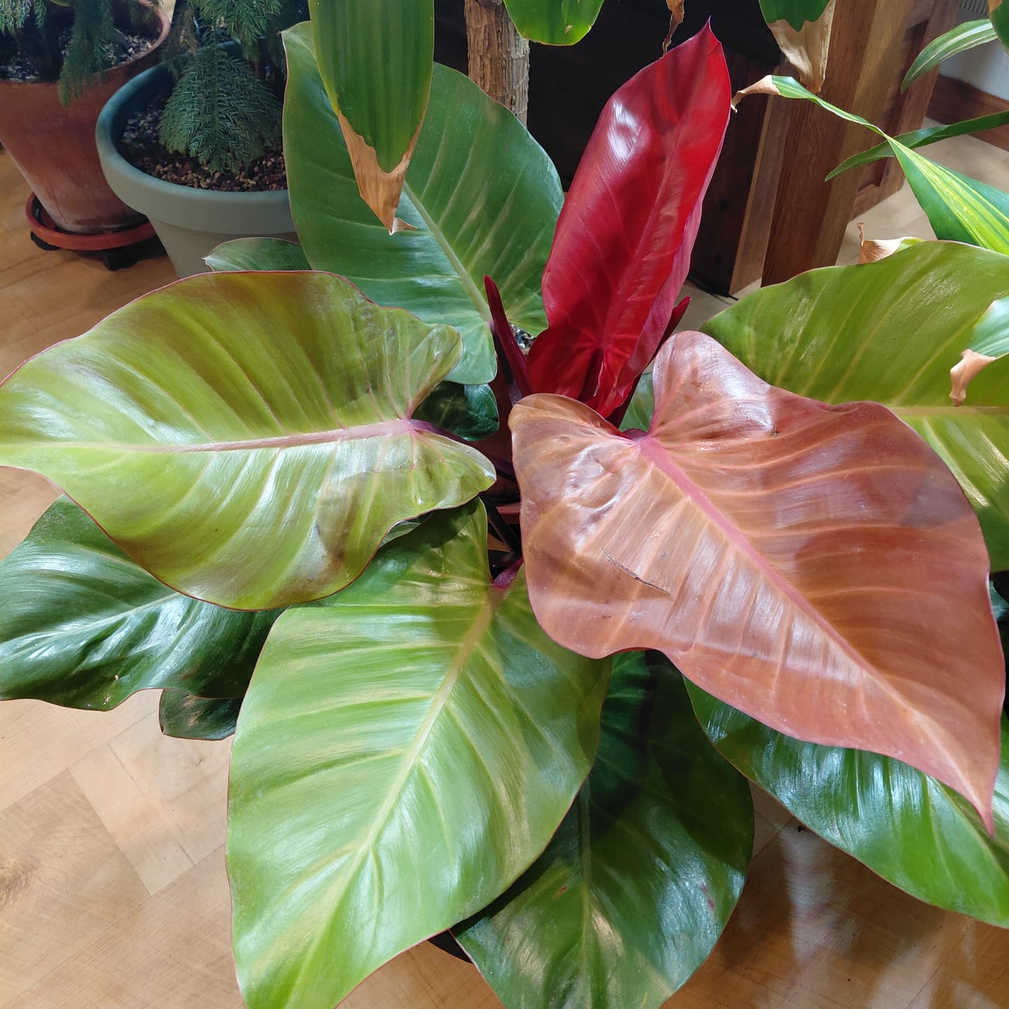 Customer photo review of Philodendron McColley Finale