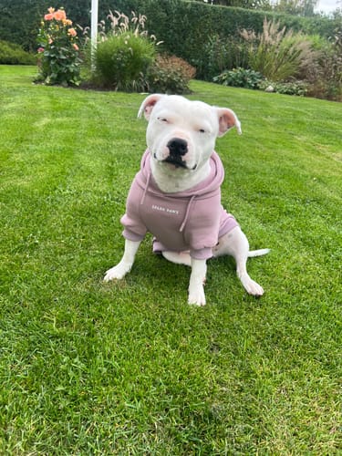 Customer's white pit bull wearing a cozy pink Essential Dog Hoodie while sitting on a green lawn.
