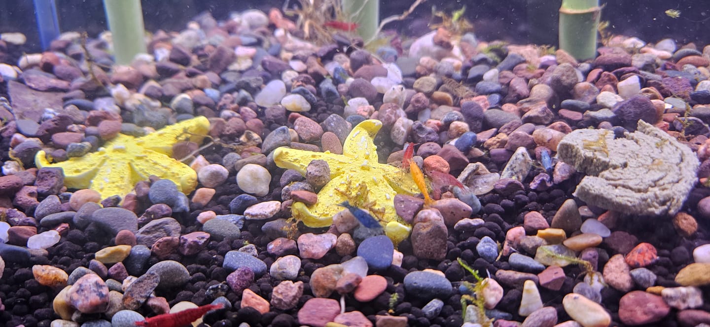 Customer photo review of Neocaridina Skittles Shrimp Pack – Assorted Freshwater Colors
