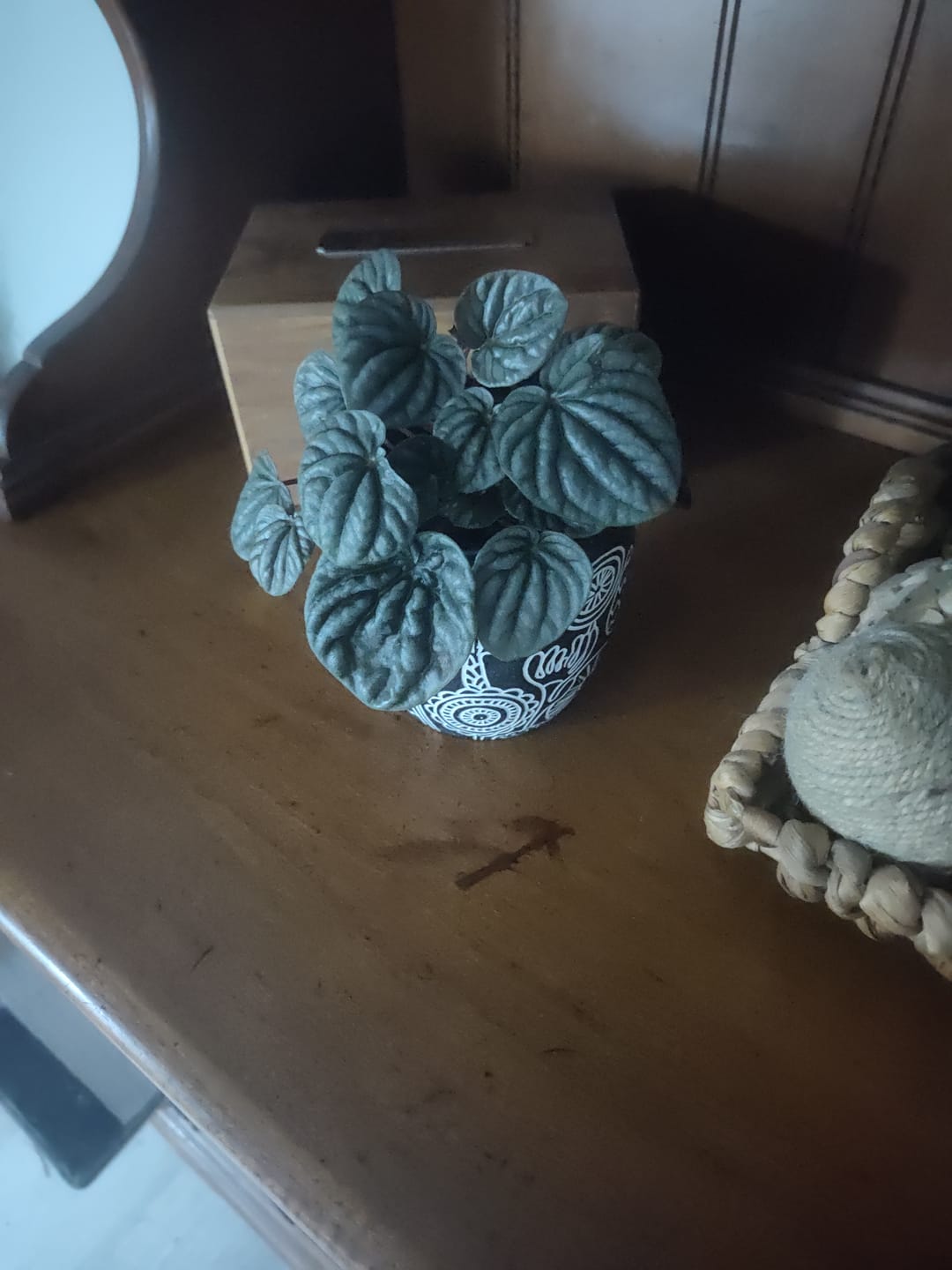 Customer photo review of Peperomia caperata 'Red Beauty'