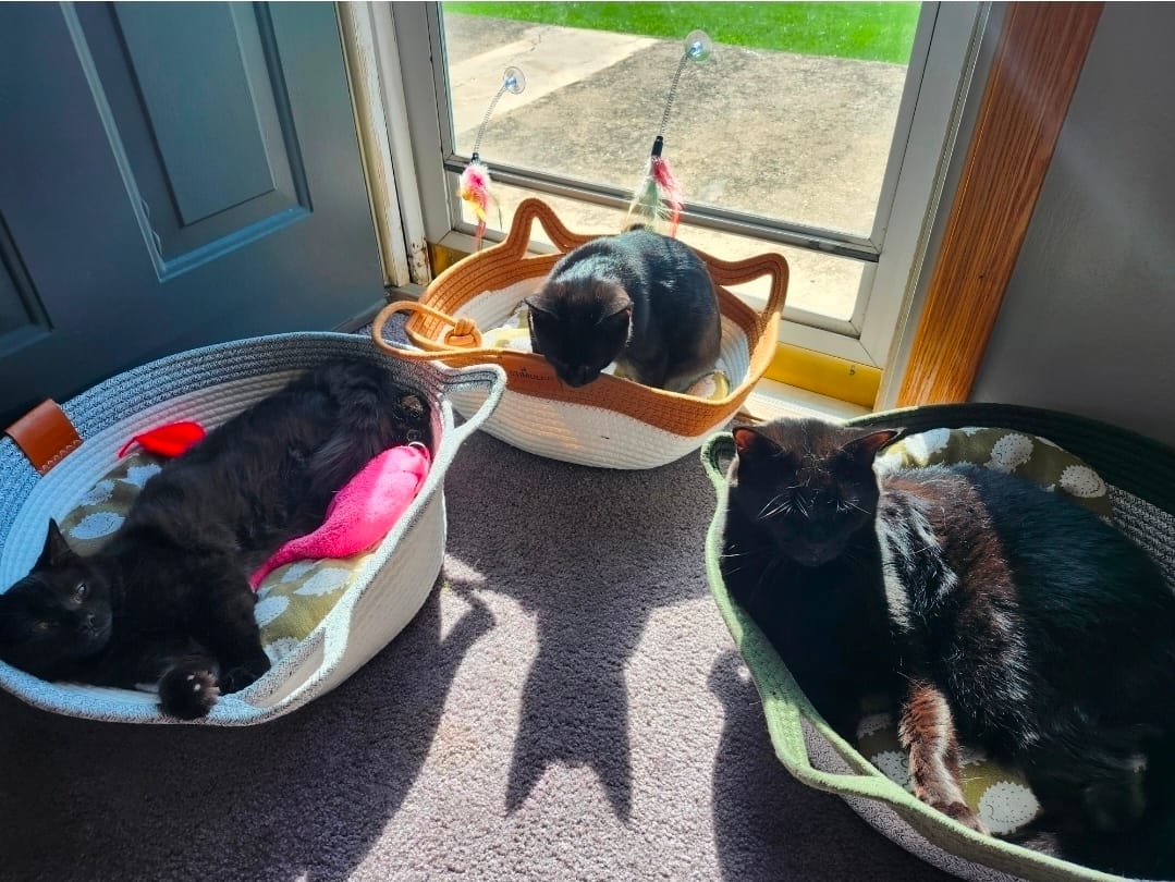 Customer photo review of Instinct Basket | Meet the first research-backed natural territory for indoor cats
