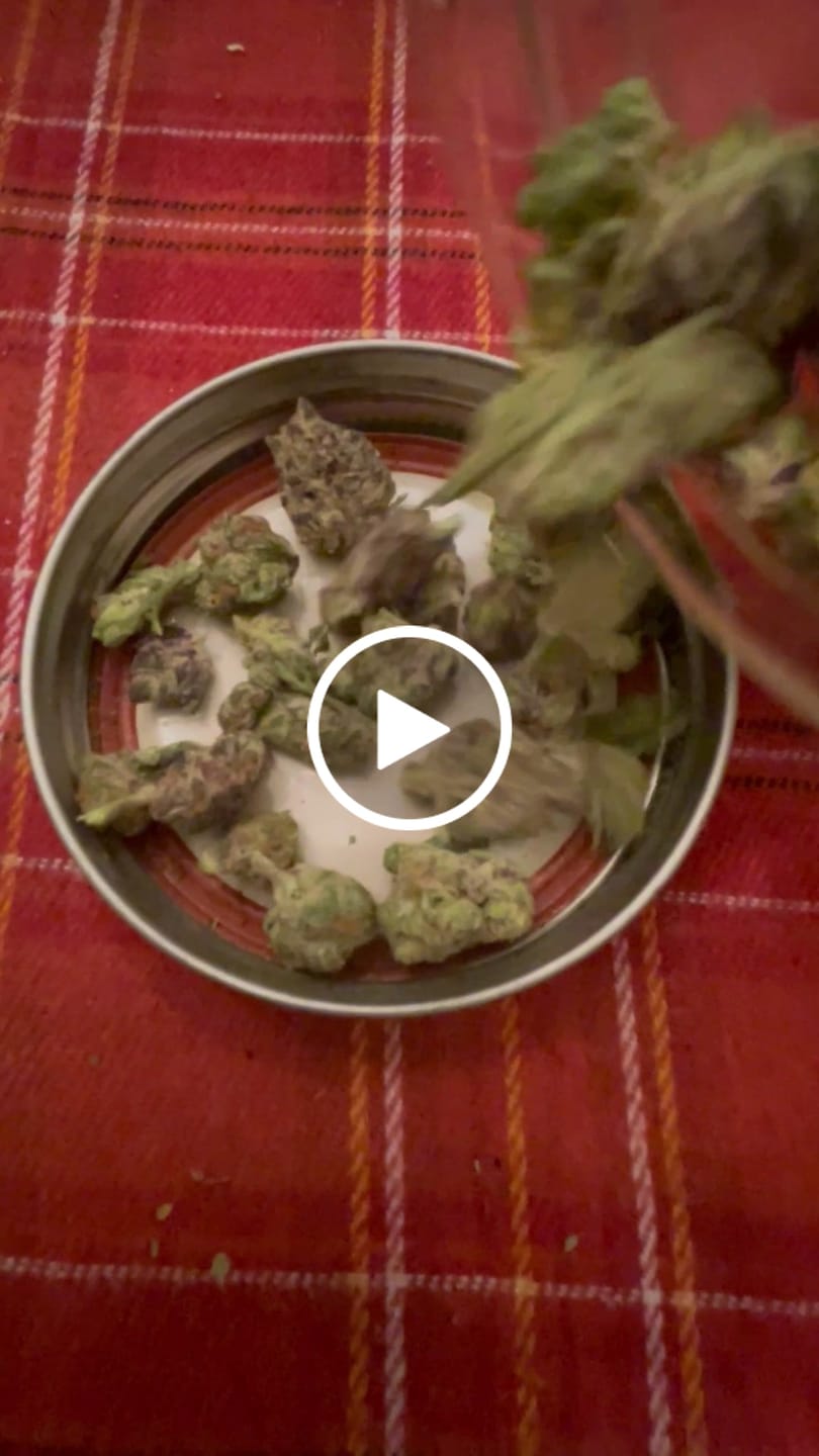 Customer video review of Purple Milk Smalls - THCA Flower
