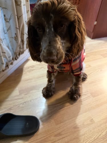 Customer's Red Plaid Dog Hoodie, close-up of a dog wearing the cozy garment