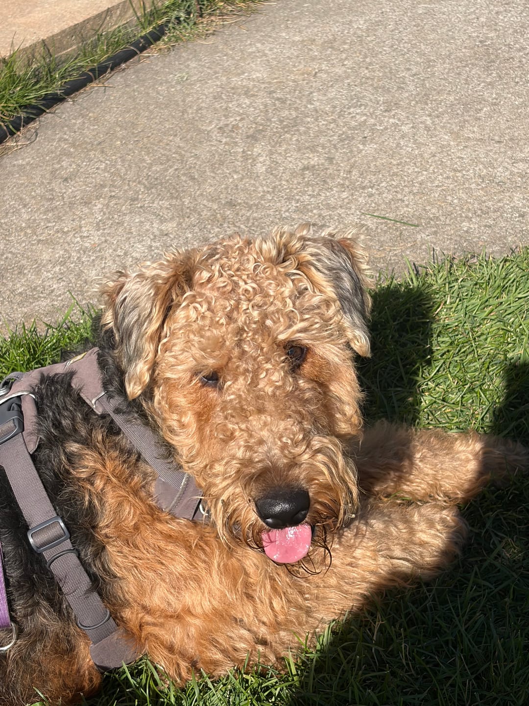 Customer photo review of Bully Bargain Bag