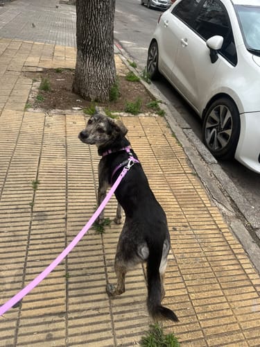 Customer photo review of Arnes H Antitirones Pets Club Confort