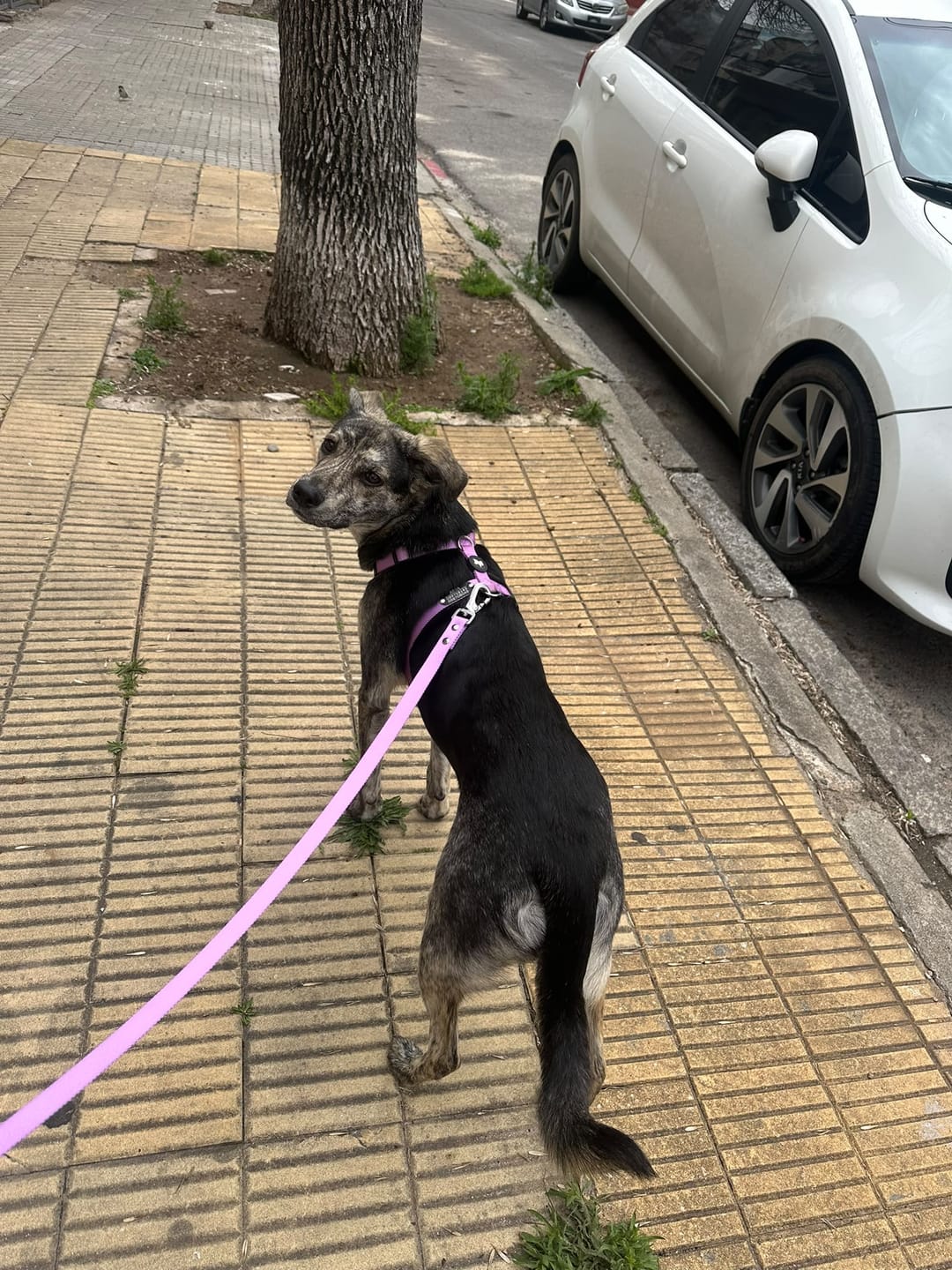 Customer photo review of Arnes H Antitirones Pets Club Confort