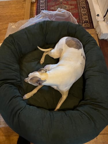Customer photo review of Corduroy 100cm Donut Bed with Removable Cushion