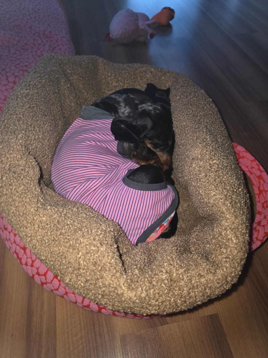 Customer photo review of Studio Blanket Hundedecke