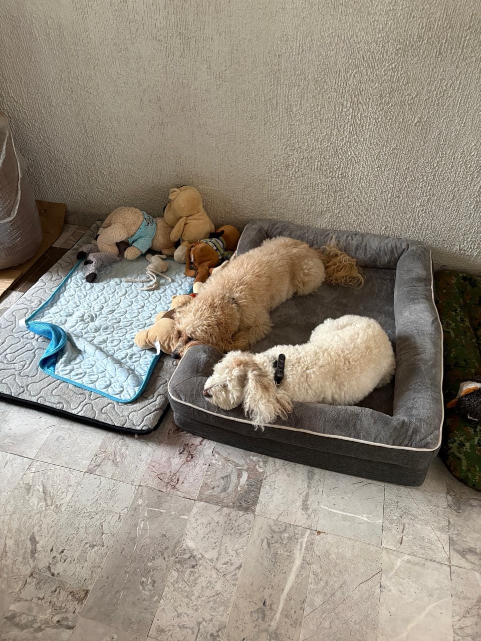 Customer photo review of Cama Ortopédica para Perros