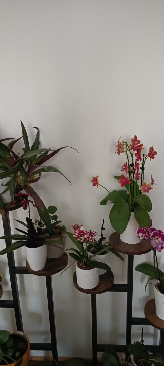 Customer photo review of Phalaenopsis Duftorchidee Bolgheri mit orangen Blüten und 3 Rispen