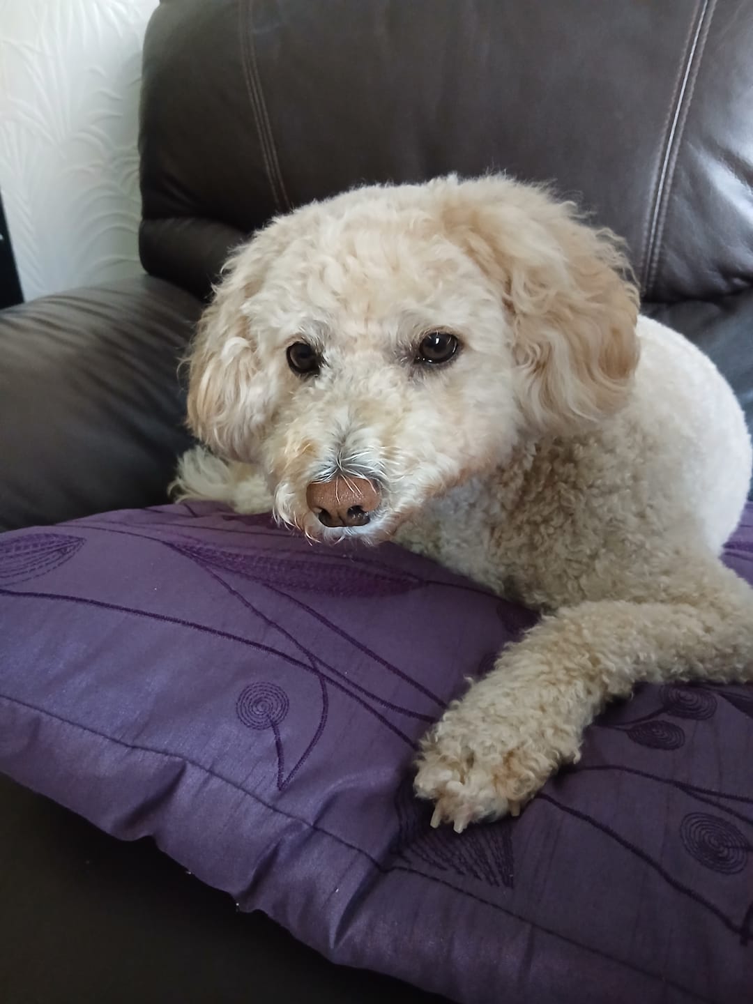 Customer photo review of Dog Skin Rescue Bundle