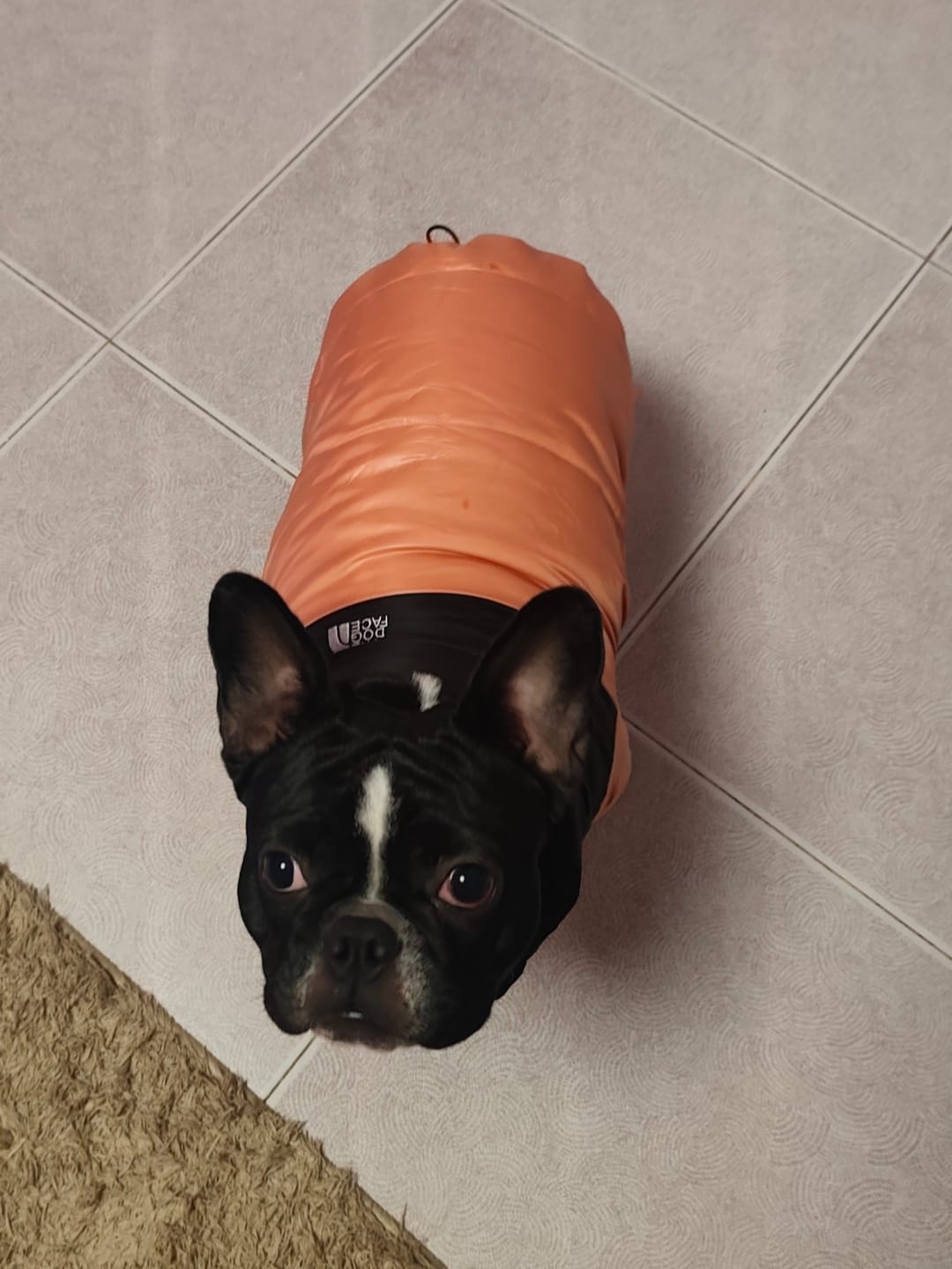 Customer photo review of The Dog Face Piumino
