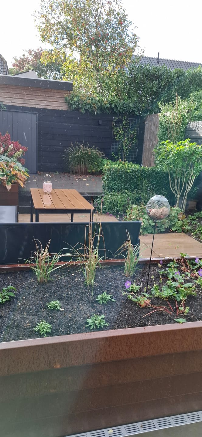 Customer photo review of Struisriet - Calamagrostis x acutiflora 'Overdam'