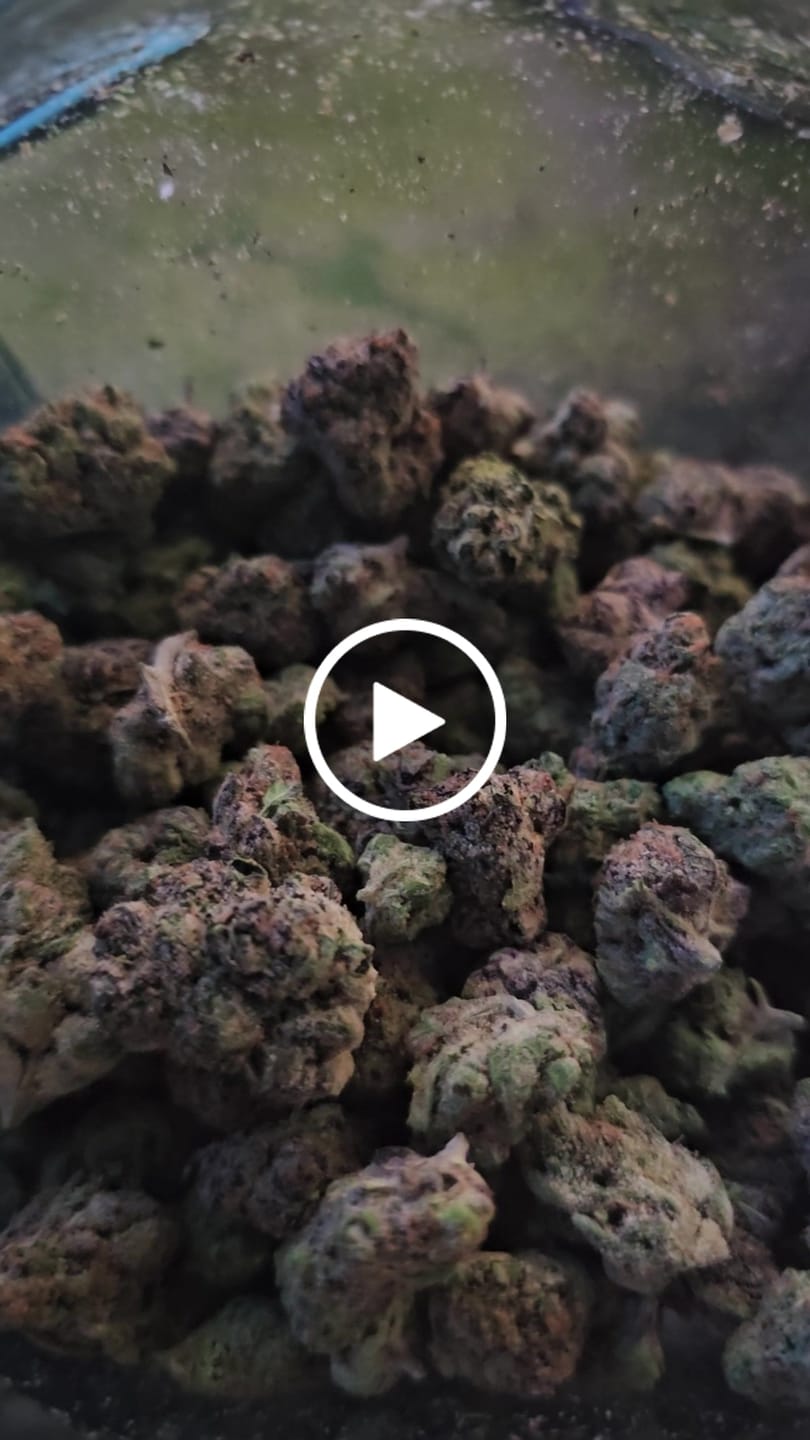 Customer video review of Blueberry Skittlez (Indoor Smalls) - THCA Flower