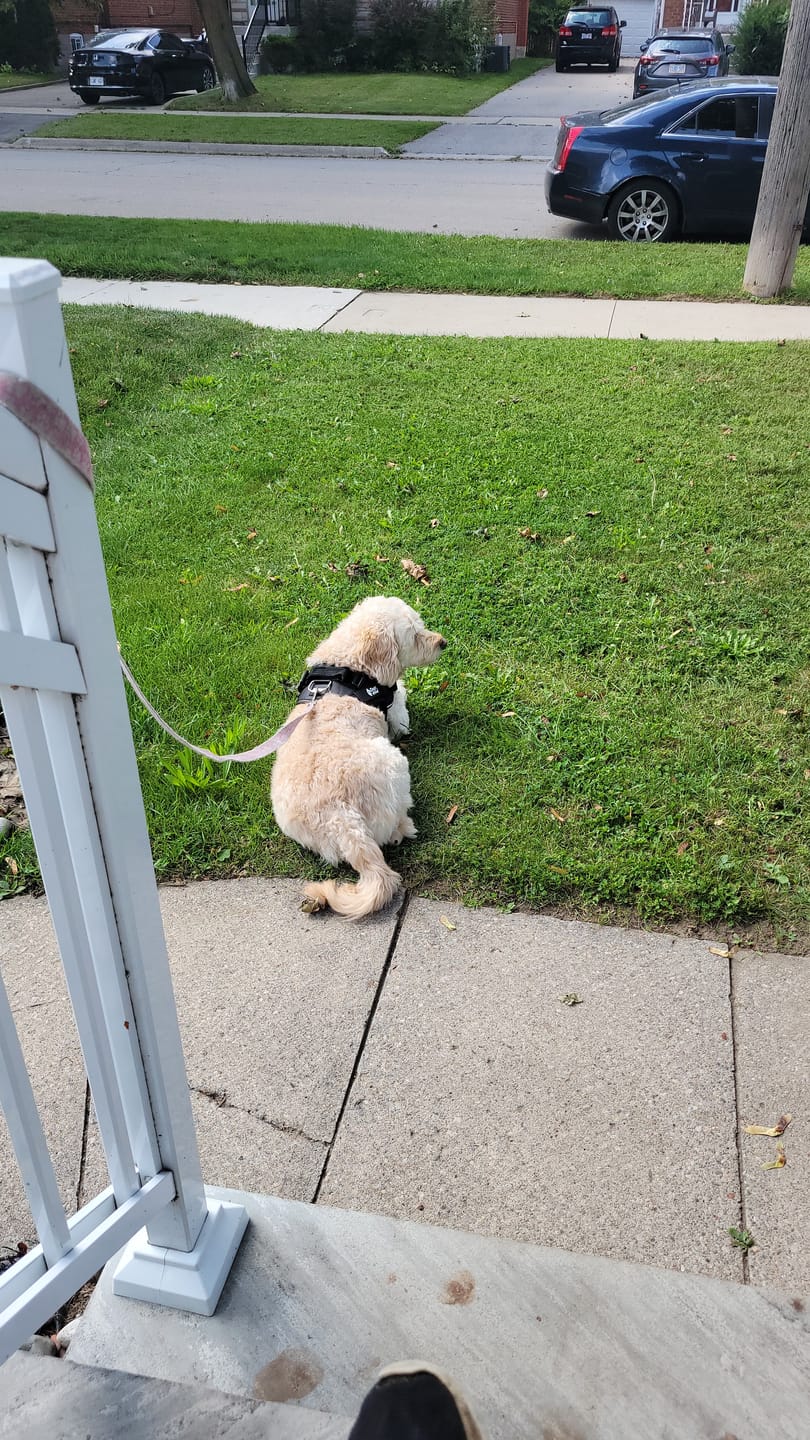 Customer photo review of Dogshood ™ No Pull Harness
