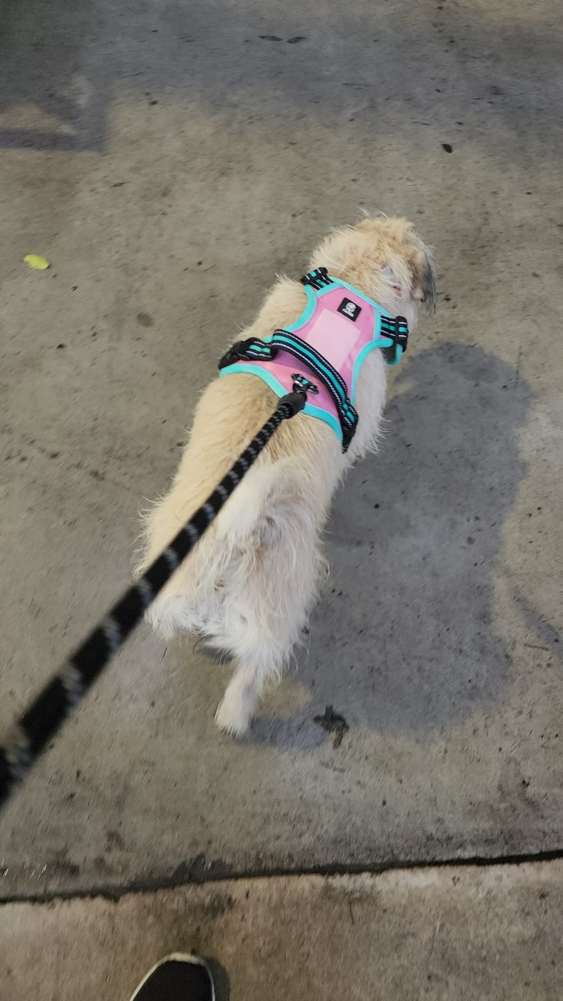 Customer photo review of CT3614 1 Pieza De Pechera Con Correa Para Mascota
