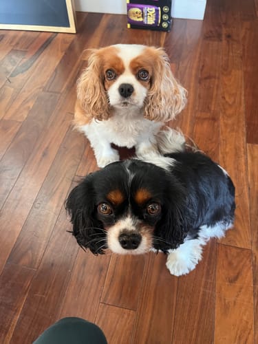 Customer's two Cavalier King Charles Spaniels looking up at the camera while using K9 Belly Bliss