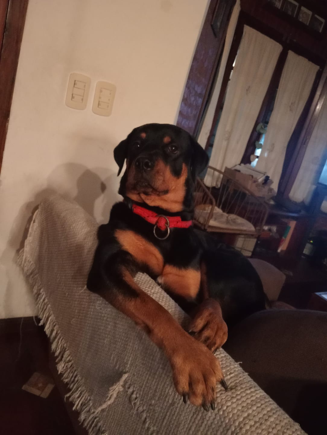 Customer photo review of Probioticos para perros