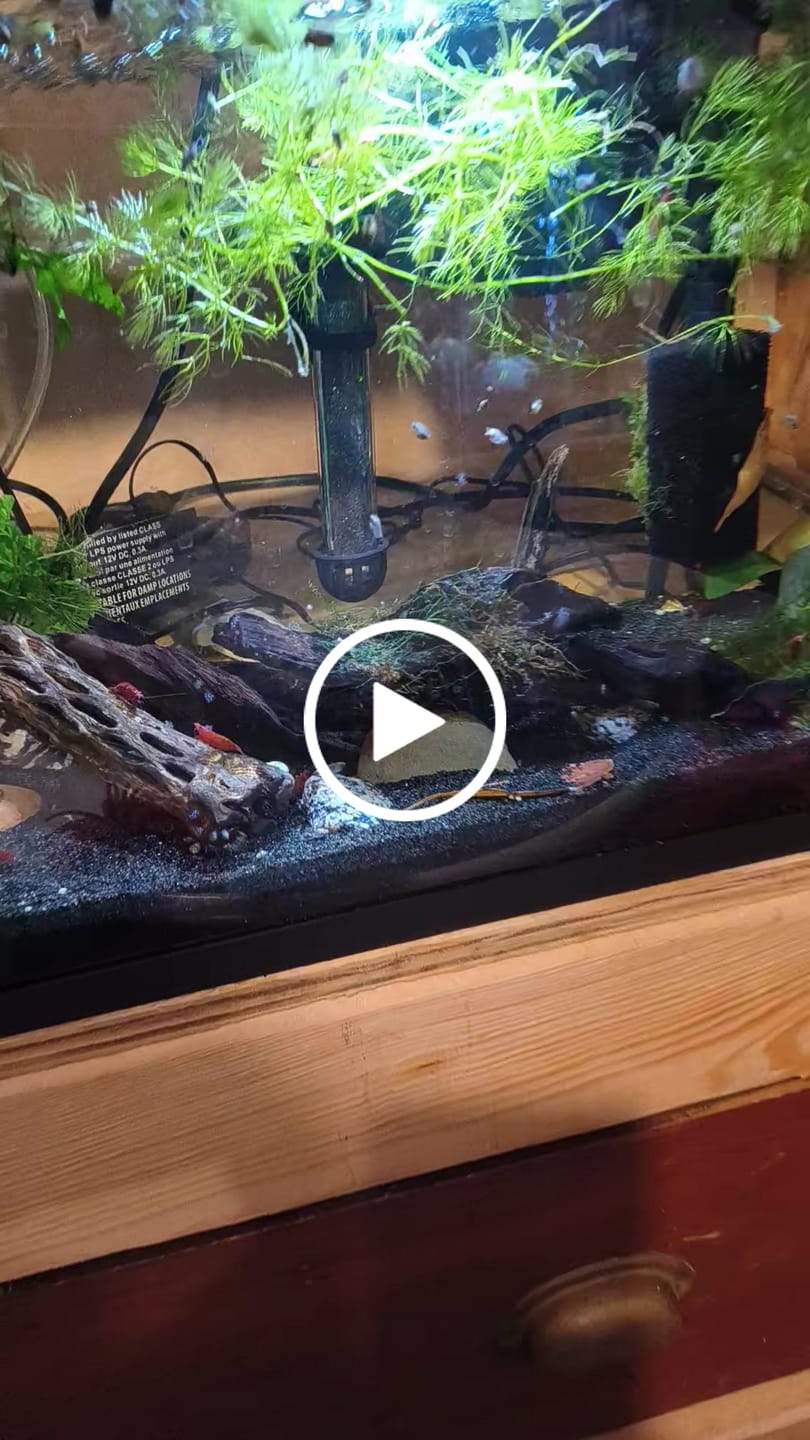 Customer video review of Fire Red Cherry Shrimp (Bright Red Neocaridina)