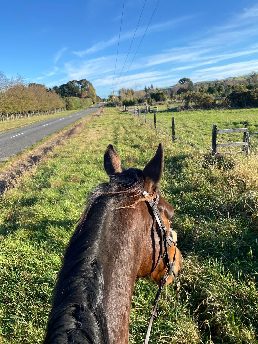Customer photo review of BetaVet Steady Neddy