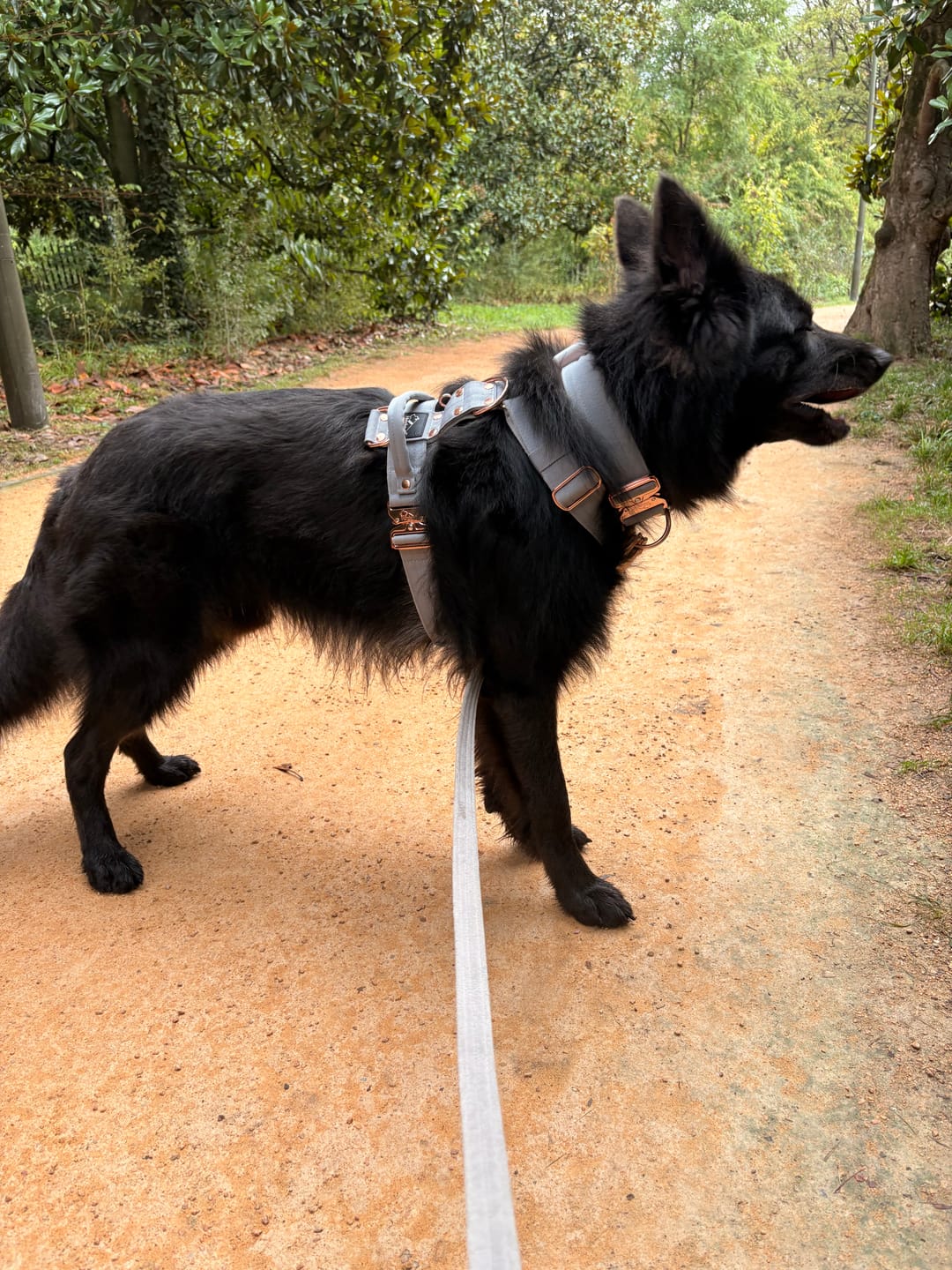 Customer photo review of Easy Walk Extreme Rose Grå - Sele med snabbspänne