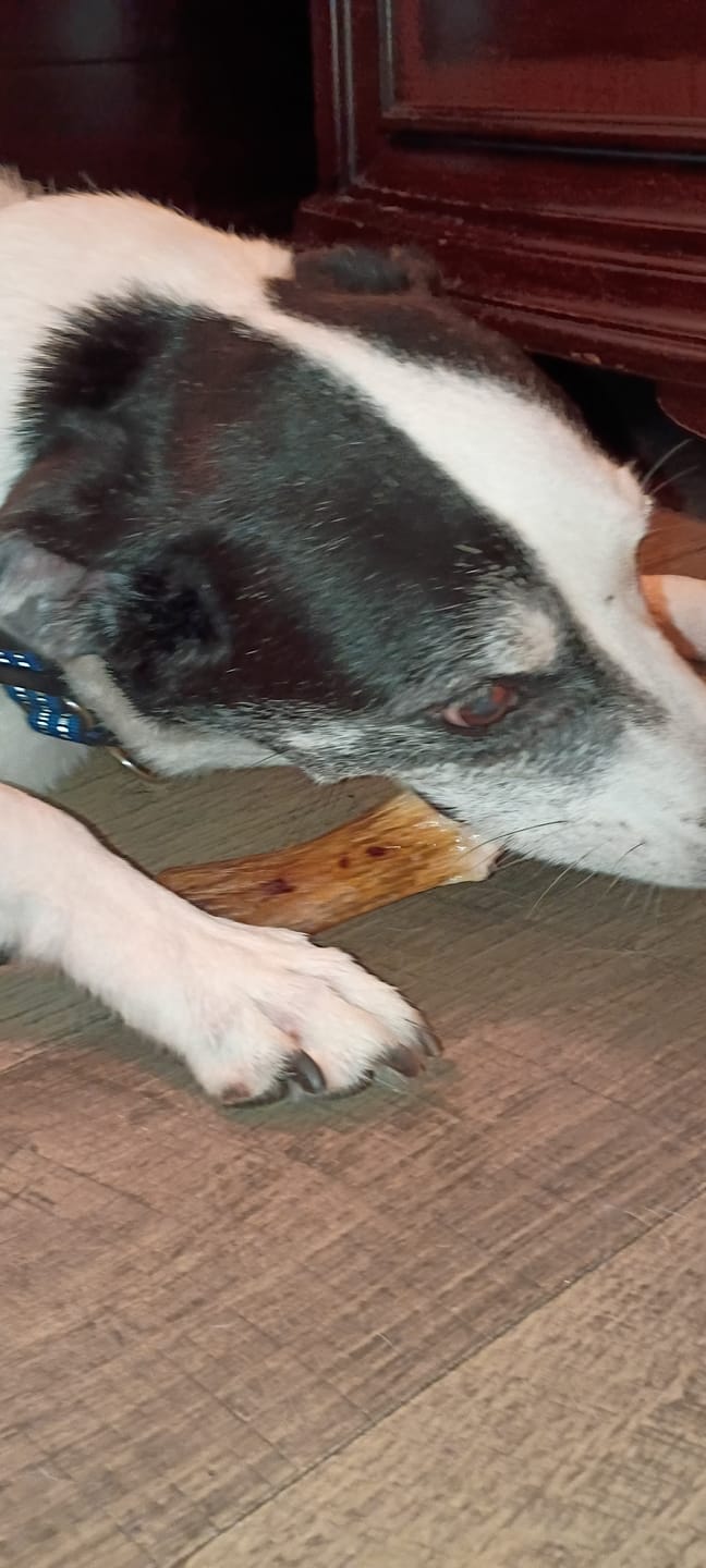 Customer photo review of Chewy Ostrich Flat Tendon: Satisfying All-Natural Chew for Dental Health & Gentle Digestion