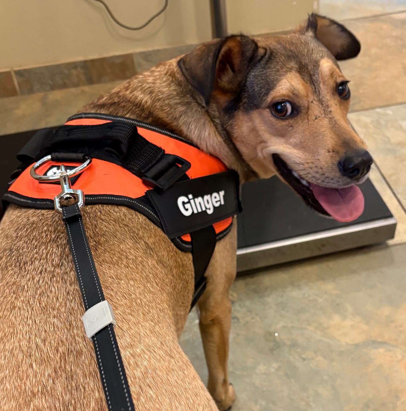 Customer photo review of Dogshood ™ No Pull Harness