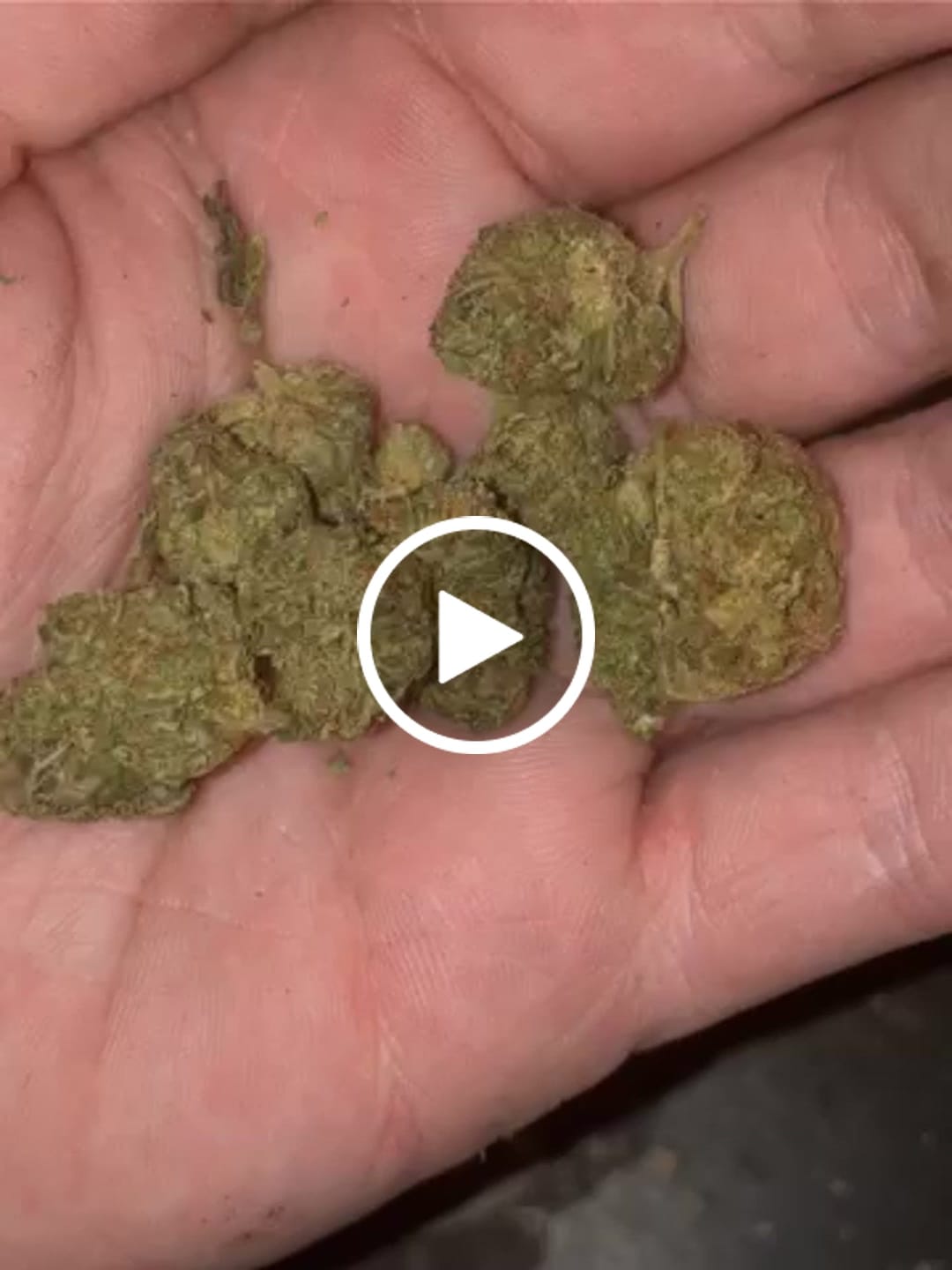 Customer video review of Orange Dream THCA Flower