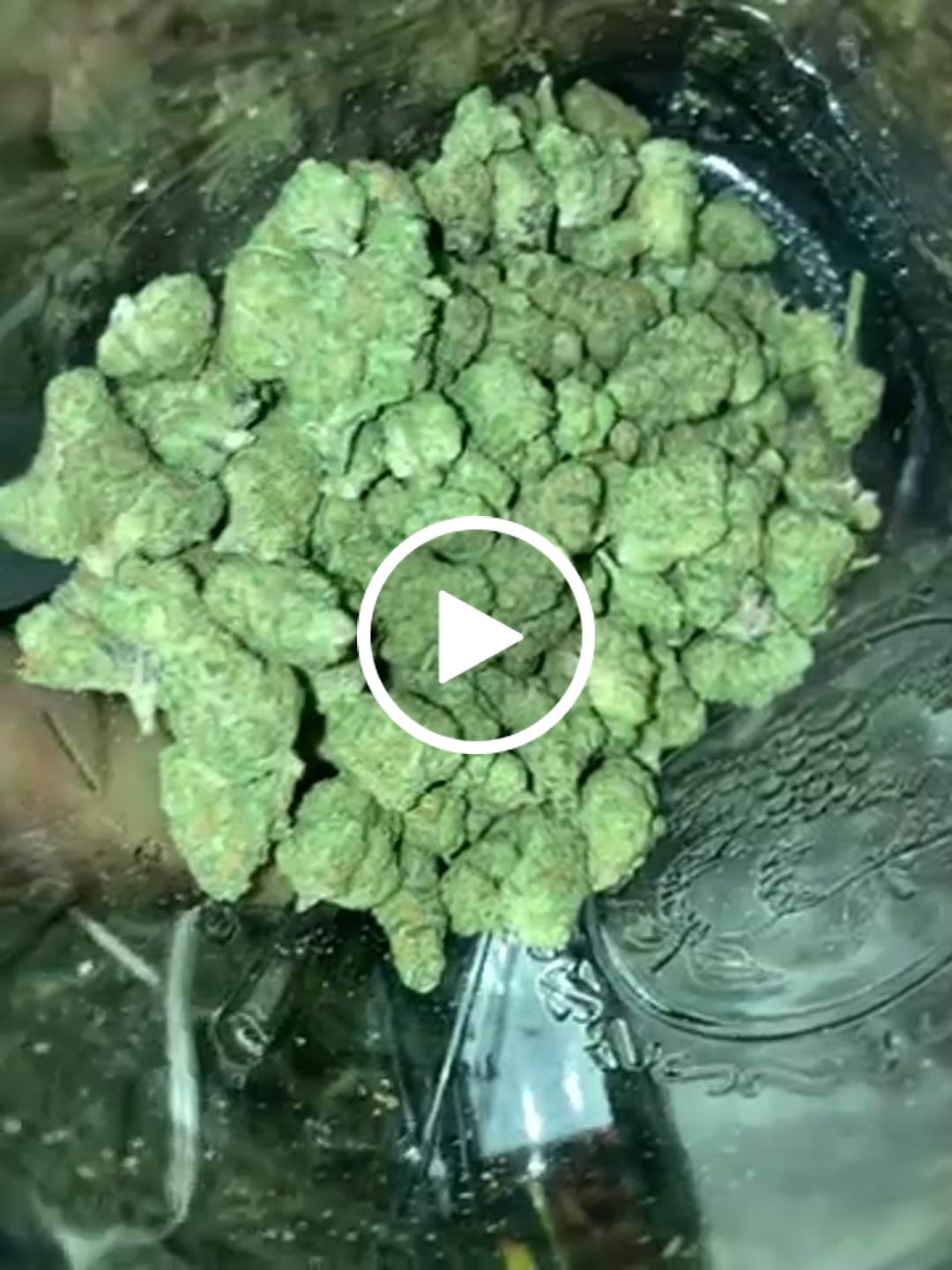 Customer video review of Blueberry Skittlez - THCA Flower