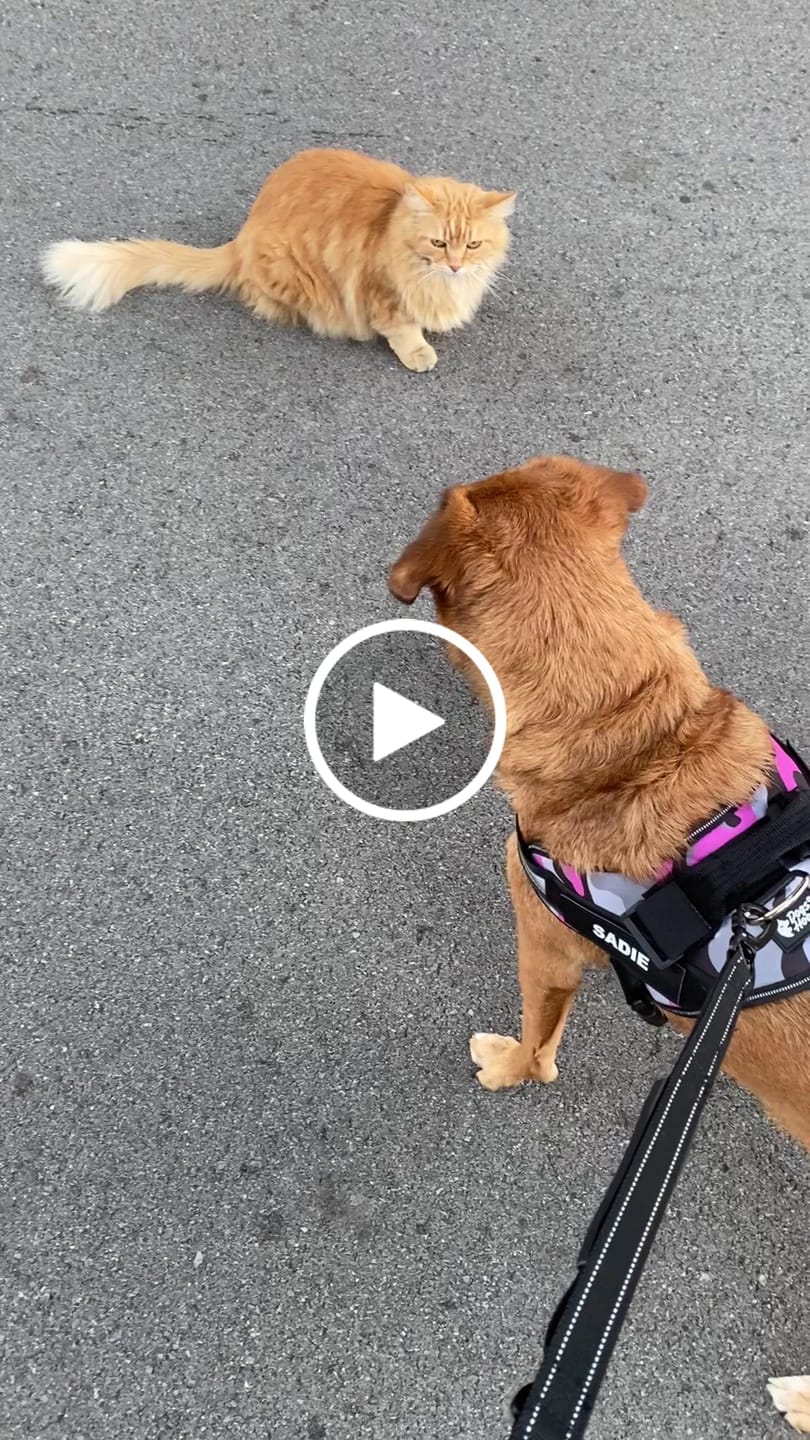 Customer video review of Personalized Dog Harness