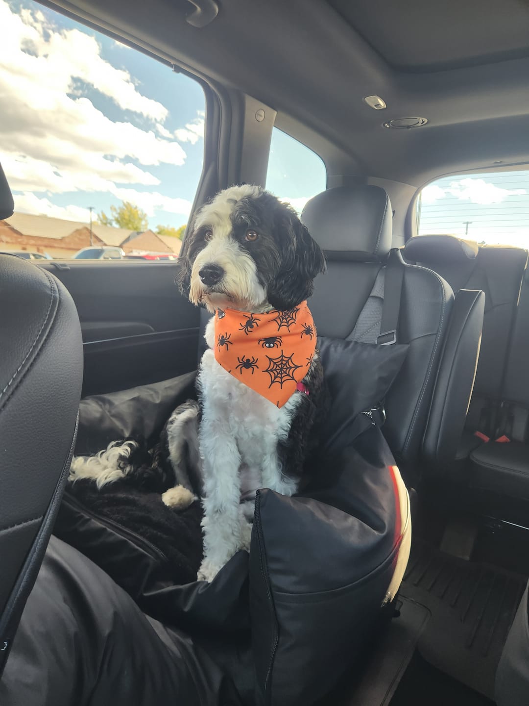 Customer photo review of Dog Dock V2 New With Latch Anchors PRE ORDER