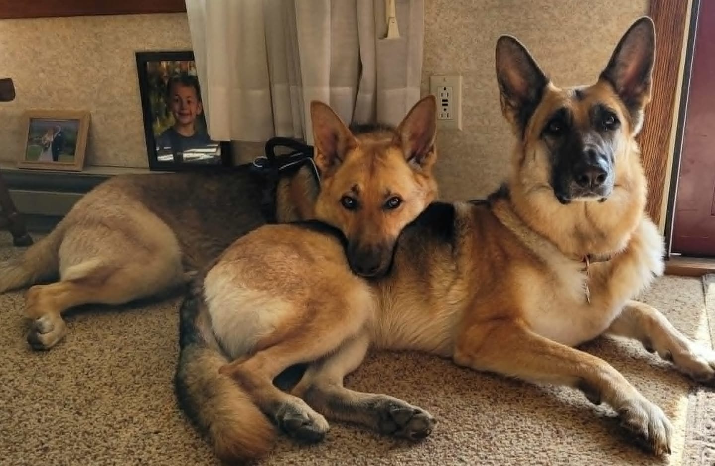 Customer photo review of 12 Inch Thick Bully Stick