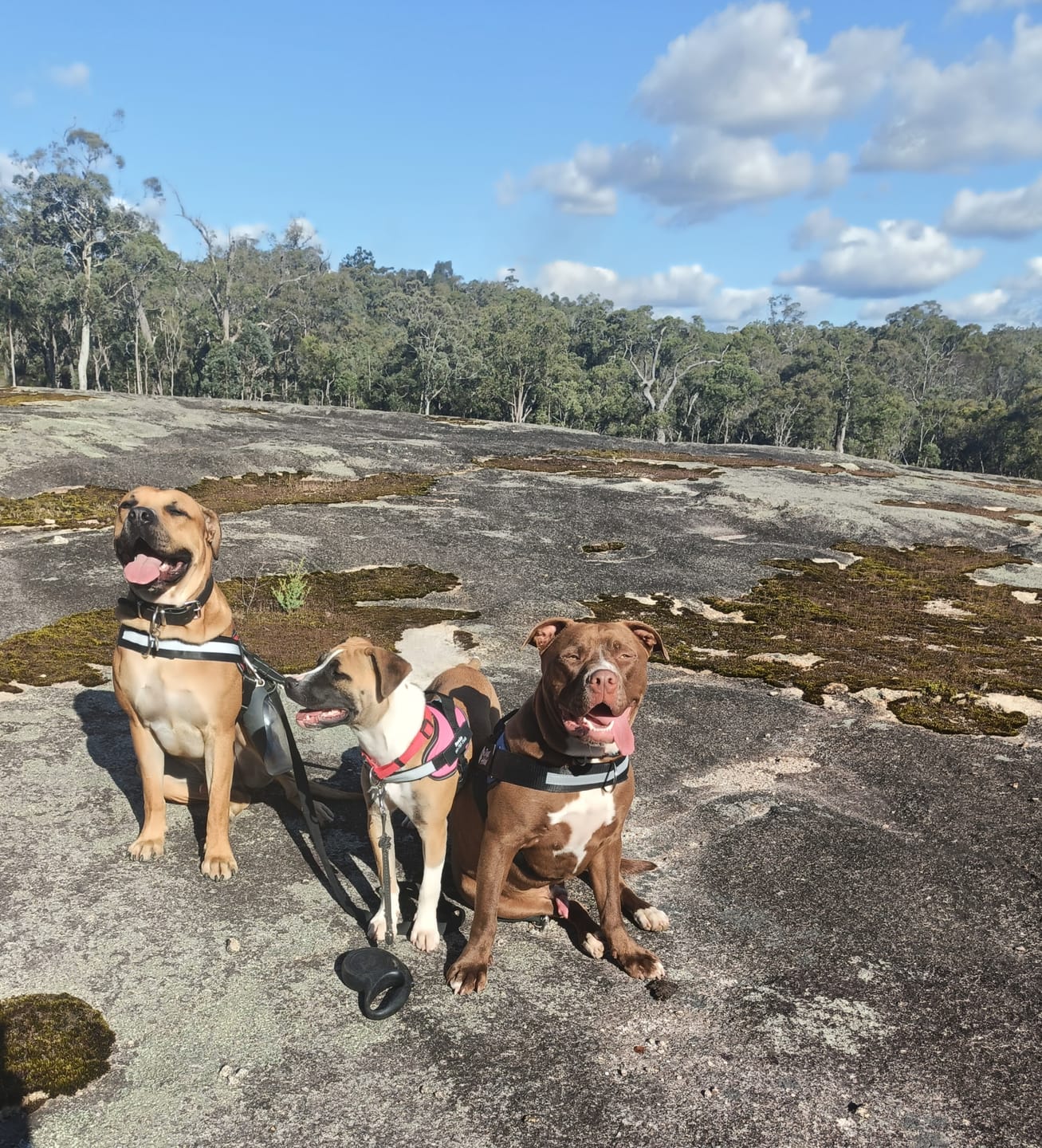 Customer photo review of Dogshood ™ No Pull Harness