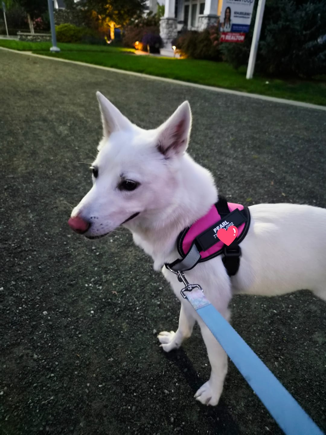Customer photo review of Dogshood ™ No Pull Harness