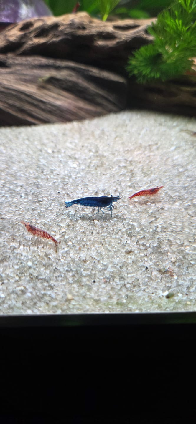 Customer photo review of Blue Dream Shrimp (Deep Blue Neocaridina)