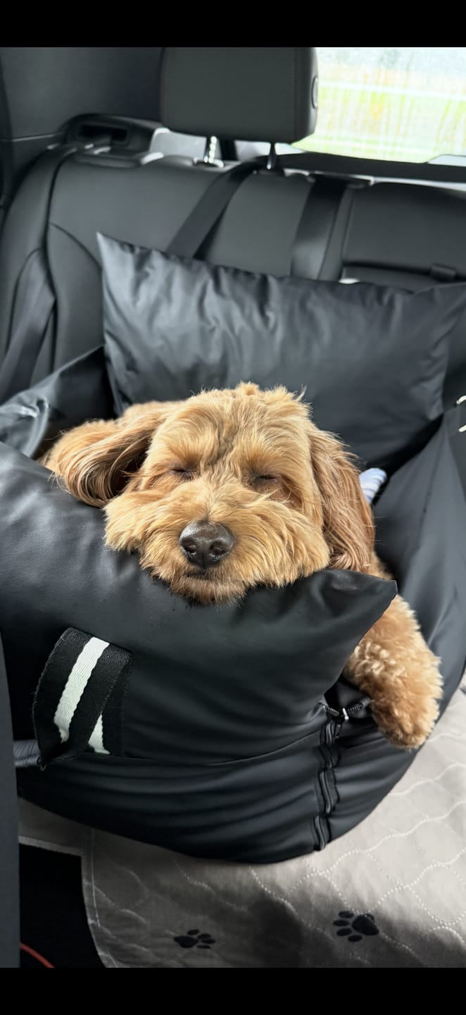 Customer photo review of Dog Dock V2 New With Latch Anchors PRE ORDER