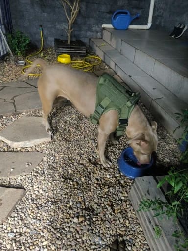 Customer photo review of 2-Piece Big Dog Harness & Lead Set – Heavy Duty Tactical No Pull