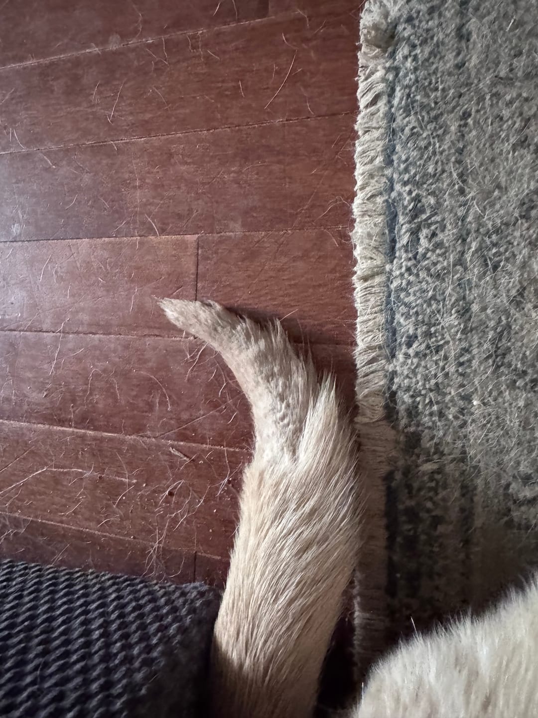 Customer photo review of FurLife™ - 12 Months All Natural Flea and Tick Tags for Dogs