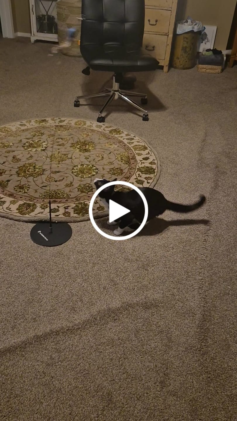 Customer video review of Interactive Bird Simulation Cat Toy Set