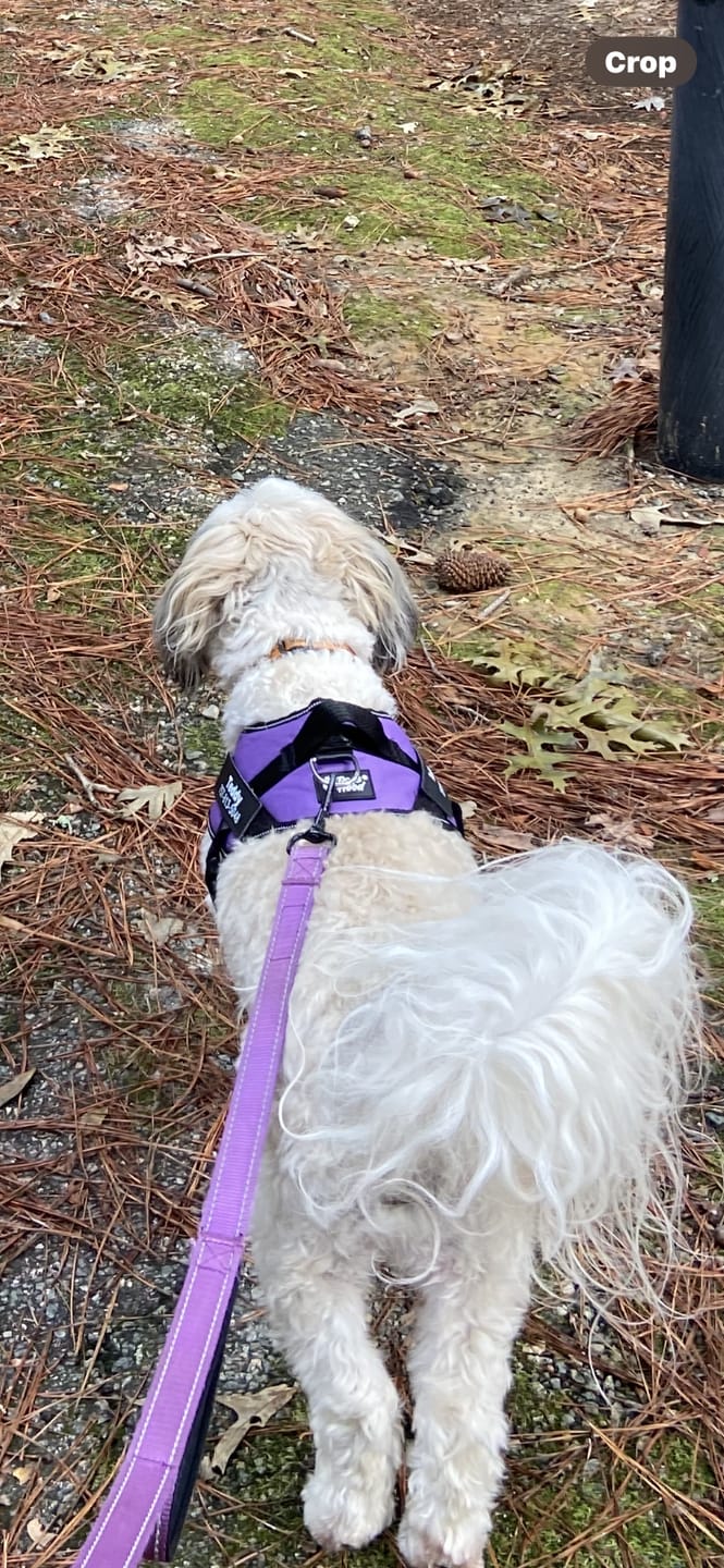 Customer photo review of Dogshood ™ No Pull Harness