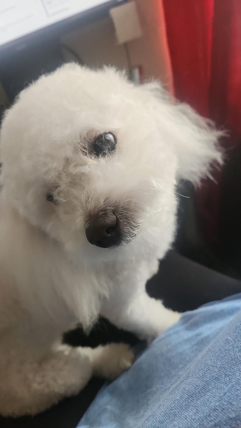 Customer photo review of 3 In 1 Pet Hair Dryer