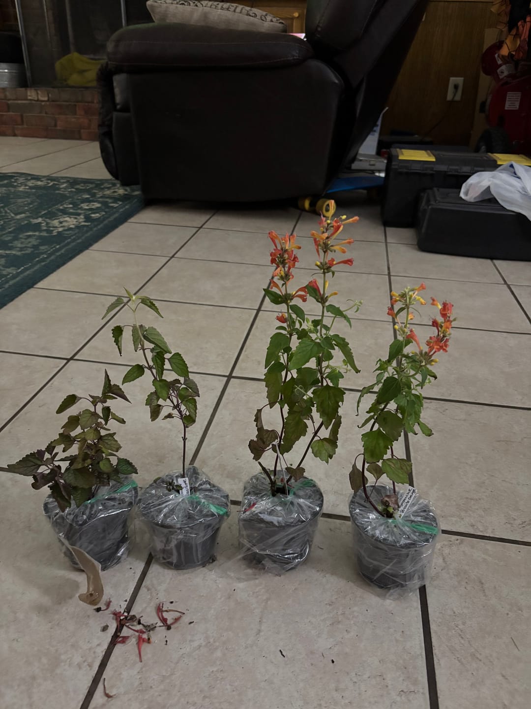 Customer photo review of Agastache 'Poquito Orange'