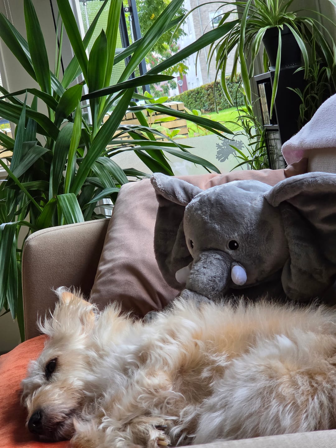 Customer photo review of Lotgenootje Olifant 2kg
