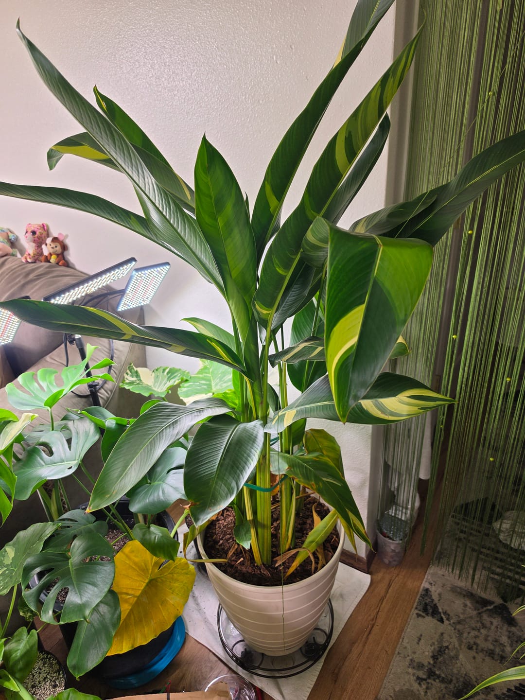 Customer photo review of False Variegated Bird of Paradise Tree