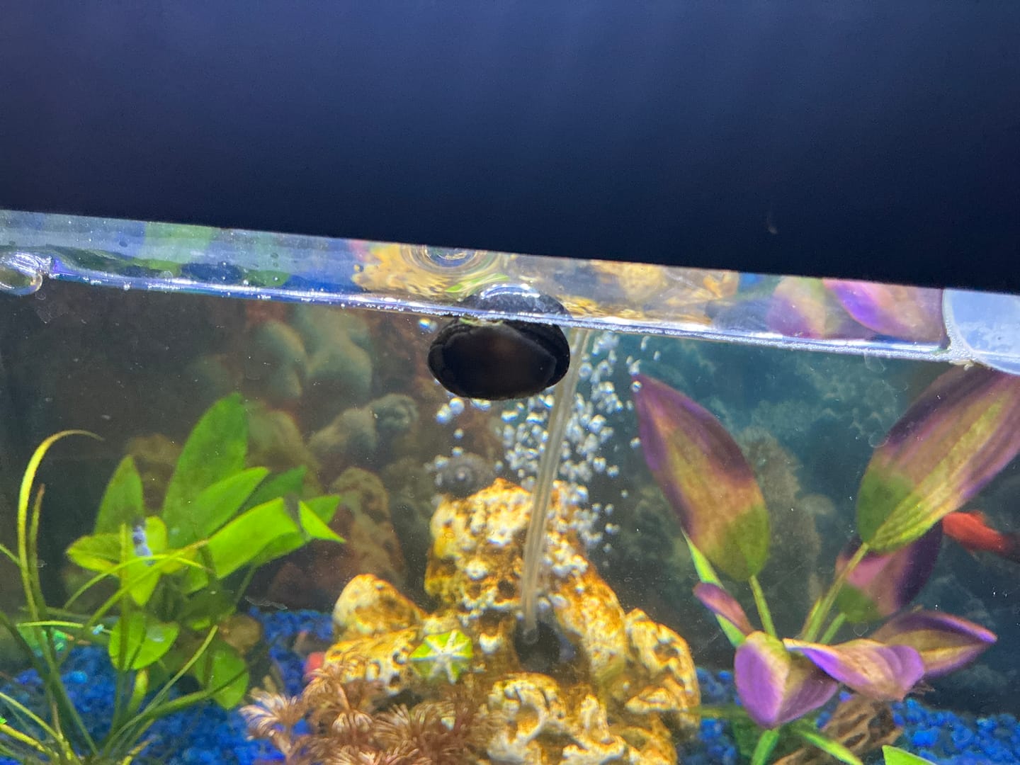 Customer photo review of Tiger Nerite Snails (Yellow & Black Algae-Eating Snails)