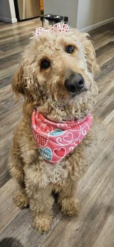 Customer photo review of 3 in 1 Electric Dog Trimmer